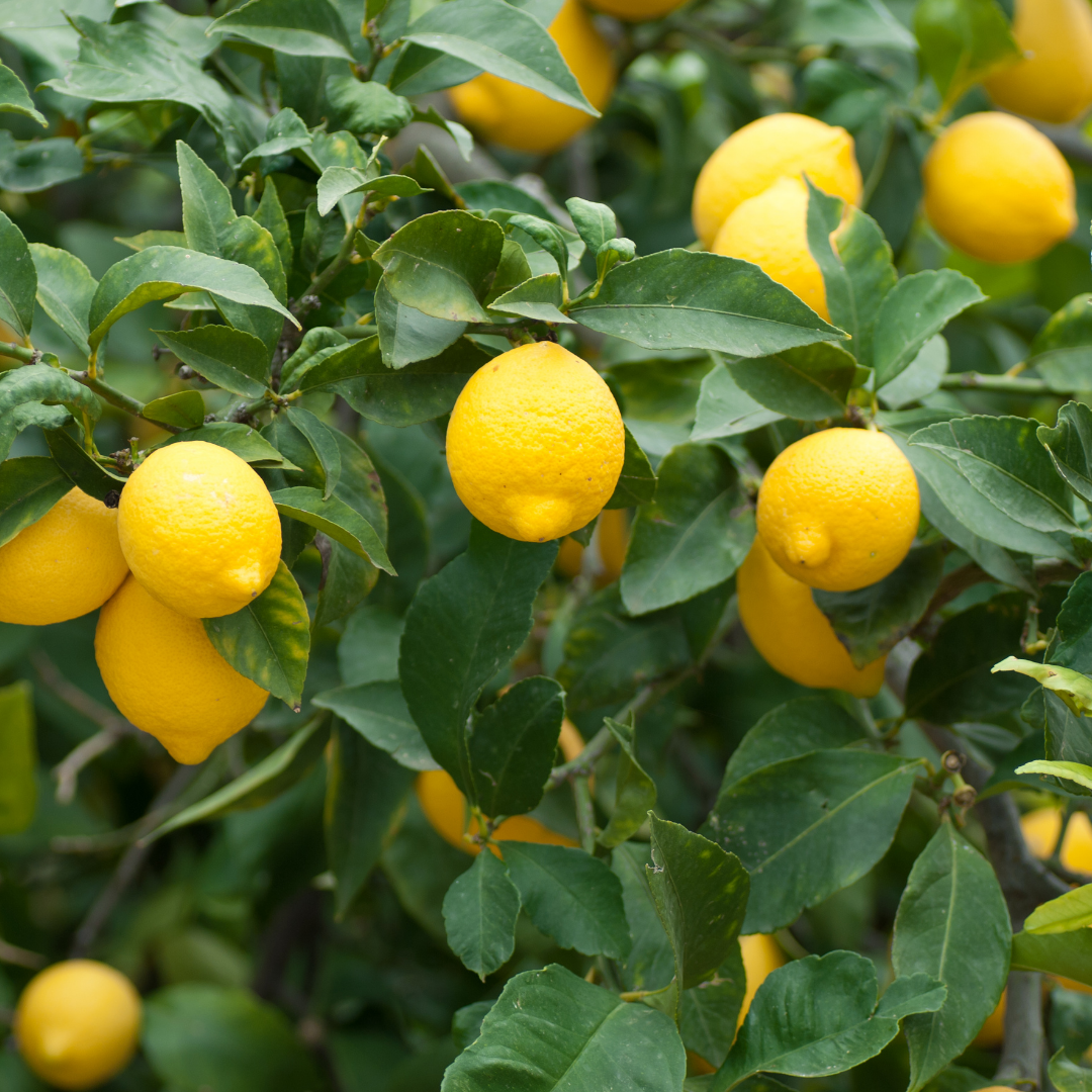 Lemon Tree - Frobishers Sicilian lemonade cocktail recipes