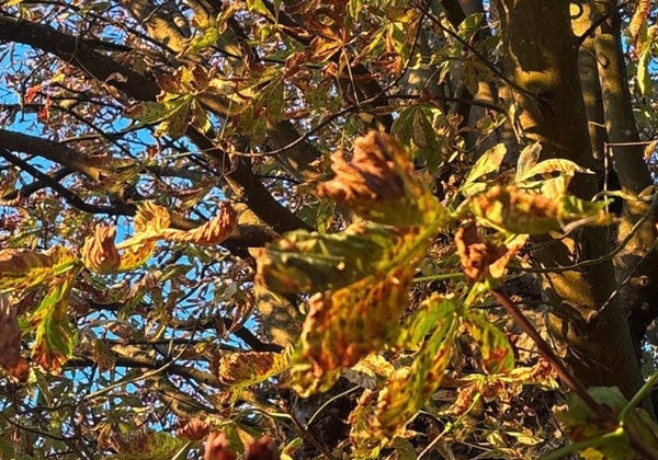 Autumn Leaves 