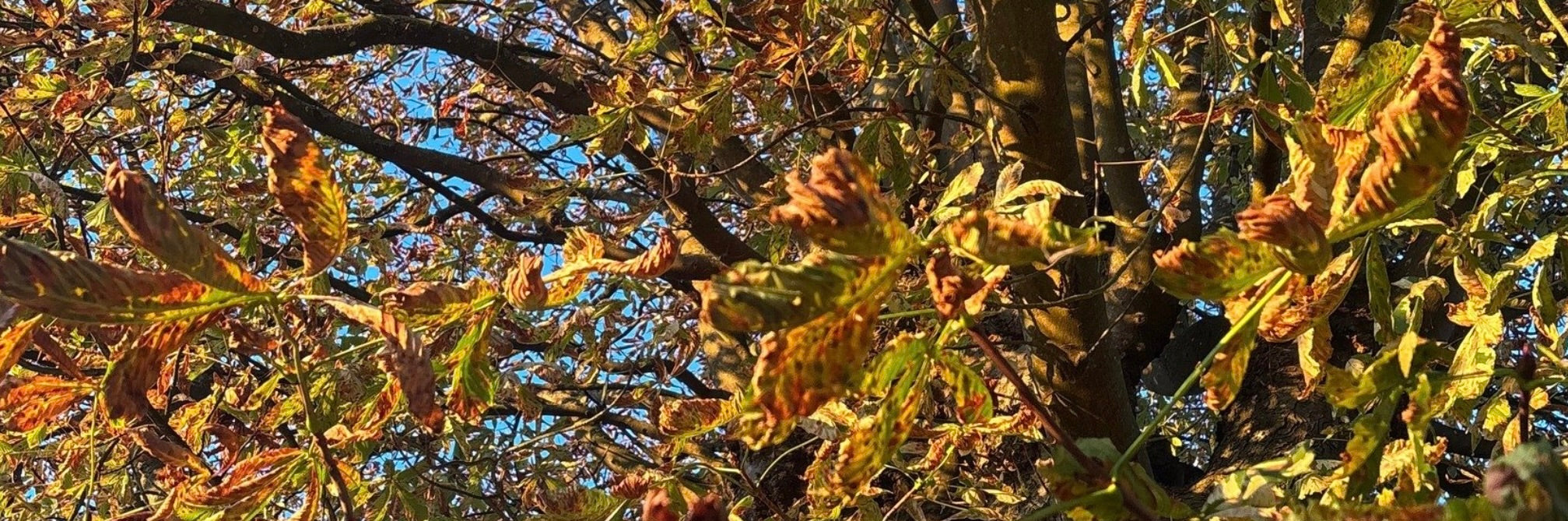 Autumn Leaves 
