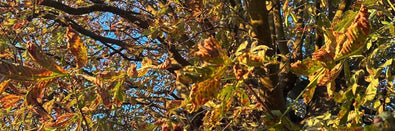 Autumn Leaves 